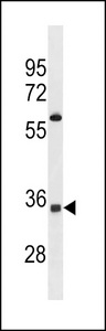 OR52A5 Antibody western blot of Jurkat cell line lysates (35 ug/lane). The OR52A5 antibody detected the OR52A5 protein (arrow).