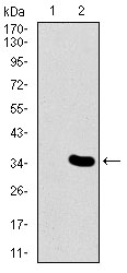 Western blot using MESP2 monoclonal antibody against HEK293 (1) and MESP2 (AA: 37-94)-hIgGFc transfected HEK293 (2) cell lysate.