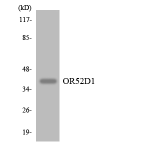 Western blot of the lysates from HepG2 cells using OR52D1 antibody.