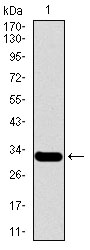 Western blot using MESP2 monoclonal antibody against human MESP2 recombinant protein. (Expected MW is 31.4 kDa)