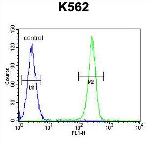 OR52D1 Antibody flow cytometry of K562 cells (right histogram) compared to a negative control cell (left histogram). FITC-conjugated goat-anti-rabbit secondary antibodies were used for the analysis.