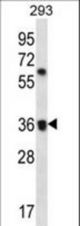 OR52E2 Antibody western blot of 293 cell line lysates (35 ug/lane). The OR52E2 antibody detected the OR52E2 protein (arrow).