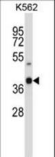 OR52H1 Antibody western blot of K562 cell line lysates (35 ug/lane). The OR52H1 antibody detected the OR52H1 protein (arrow).