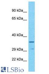 OR52I2 antibody Western Blot of HT1080. Antibody dilution: 1 ug/ml.