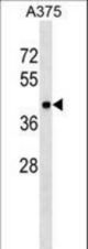 METAP1 Antibody western blot of A375 cell line lysates (35 ug/lane). The METAP1 antibody detected the METAP1 protein (arrow).