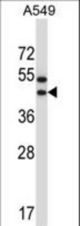 OR56A1 Antibody western blot of A549 cell line lysates (35 ug/lane). The OR56A1 antibody detected the OR56A1 protein (arrow).