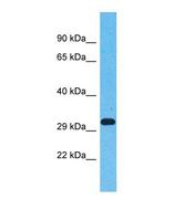 Western blot of Human Fetal Lung. OR5AN1 antibody dilution 1.0 ug/ml.