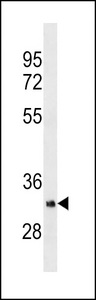 OR5B12 Antibody (Ascites)western blot of human placenta tissue lysates (35 ug/lane). The OR5B12 antibody detected the OR5B12 protein (arrow).
