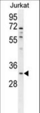 OR5B12 Antibody western blot of Jurkat cell line lysates (35 ug/lane). The OR5B12 antibody detected the OR5B12 protein (arrow).