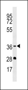 OR5M1 Antibody western blot of MDA-MB453 cell line lysates (35 ug/lane). The OR5M1 antibody detected the OR5M1 protein (arrow).