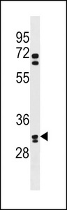 OR6B2 Antibody western blot of HeLa cell line lysates (35 ug/lane). The OR6B2 antibody detected the OR6B2 protein (arrow).