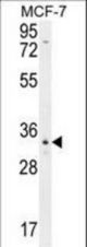 OR6C4 Antibody western blot of MCF-7 cell line lysates (35 ug/lane). The OR6C4 antibody detected the OR6C4 protein (arrow).