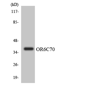 Western blot of the lysates from HeLa cells using OR6C70 antibody.