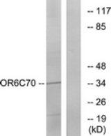 Western blot of extracts from Jurkat cells, using OR6C70 Antibody. The lane on the right is treated with the synthesized peptide.