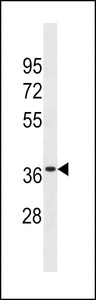 OR6K3 Antibody western blot of WiDr cell line lysates (35 ug/lane). The OR6K3 antibody detected the OR6K3 protein (arrow).