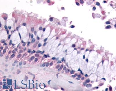 Anti-OR6K3 antibody LS-A4354 IHC of human nasal mucosa, respiratory epithelium. Immunohistochemistry of formalin-fixed, paraffin-embedded tissue after heat-induced antigen retrieval.
