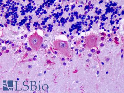 Anti-OR6N1 antibody IHC of human brain, cerebellum, Purkinje neurons. Immunohistochemistry of formalin-fixed, paraffin-embedded tissue after heat-induced antigen retrieval. Antibody LS-A3228 concentration 6-14 ug/ml.