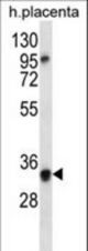 OR6N2 Antibody western blot of human placenta tissue lysates (35 ug/lane). The OR6N2 antibody detected the OR6N2 protein (arrow).