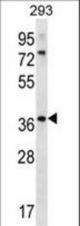 OR6X1 Antibody western blot of 293 cell line lysates (35 ug/lane). The OR6X1 antibody detected the OR6X1 protein (arrow).