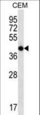 OR7G2 Antibody western blot of CEM cell line lysates (35 ug/lane). The OR7G2 antibody detected the OR7G2 protein (arrow).