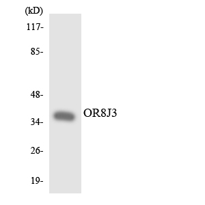 Western blot of the lysates from K562 cells using OR8J3 antibody.