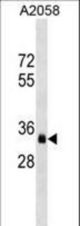 OR8J3 Antibody western blot of A2058 cell line lysates (35 ug/lane). The OR8J3 antibody detected the OR8J3 protein (arrow).