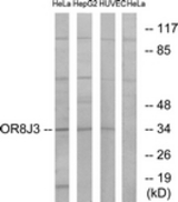 Western blot of extracts from HeLa/HepG2/HUVEC cells, using OR8J3 Antibody. The lane on the right is treated with the synthesized peptide.