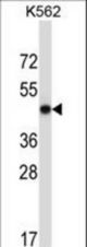 METAP2 Antibody western blot of K562 cell line lysates (35 ug/lane). The METAP2 antibody detected the METAP2 protein (arrow).