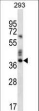 OR9K2 Antibody western blot of 293 cell line lysates (35 ug/lane). The OR9K2 antibody detected the OR9K2 protein (arrow).