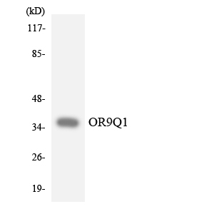 Western blot of the lysates from HeLa cells using OR9Q1 antibody.