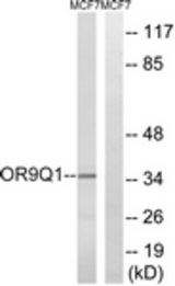 Western blot of extracts from MCF-7 cells, using OR9Q1 Antibody. The lane on the right is treated with the synthesized peptide.