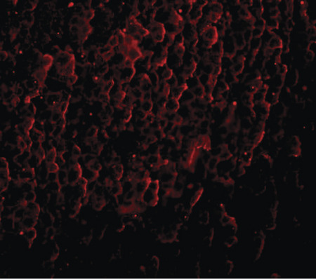Immunofluorescence of ORAI3 in rat spleen tissue with ORAI3 antibody at 5 ug/ml.