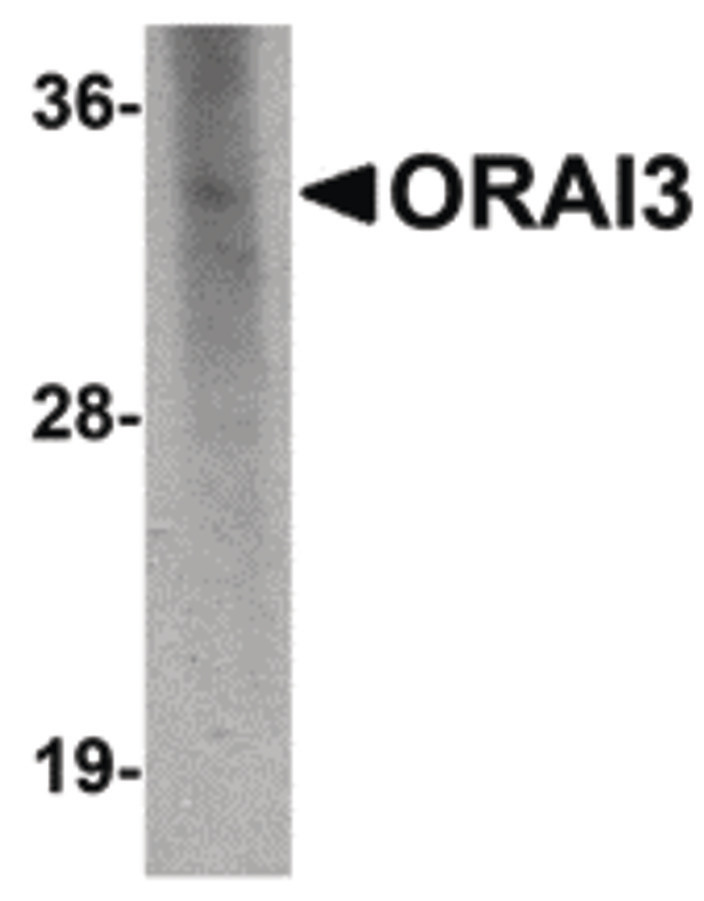 Western blot of ORAI3 in rat spleen lysate with ORAI3 antibody at 2 ug/ml.
