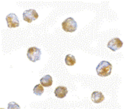 Immunocytochemistry of ORAI3 in A20 cells with ORAI3 antibody at 5 ug/ml.