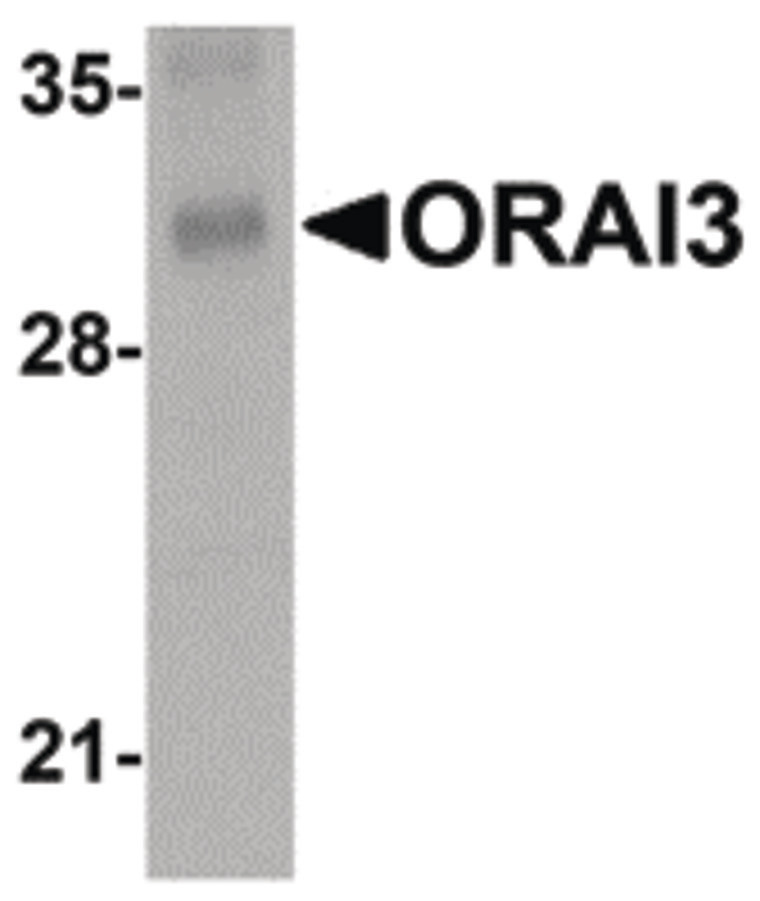 Western blot of ORAI3 in rat lung tissue lysate with ORAI3 antibody at 2 ug/ml.
