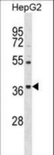 ORAI3 Antibody western blot of HepG2 cell line lysates (35 ug/lane). The ORAI3 antibody detected the ORAI3 protein (arrow).