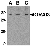 Western blot of ORAI3 in A20 cell lysate with ORAI3 antibody at (A) 1, (B) 2 and (C) 4 ug/ml.