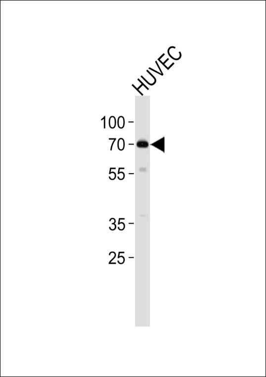 ORC2L Antibody western blot of HUVEC cell line lysates (35 ug/lane). The ORC2L antibody detected the ORC2L protein (arrow).