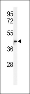 Western blot of M11D1 Antibody in HL-60 cell line lysates (35 ug/lane). M11D1 (arrow) was detected using the purified antibody.