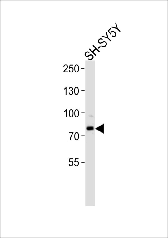 ORC3L Antibody western blot of SH-SY5Y cell line lysates (35 ug/lane). The ORC3L antibody detected the ORC3L protein (arrow).