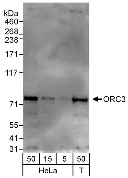 Detection of Human ORC3 by Western Blot. Samples: Whole cell lysate from HeLa (5, 15 and 50 ug) and 293T (T; 50 ug) cells. Antibodies: Affinity purified rabbit anti-ORC3 antibody used for WB at 0.04 ug/ml. Detection: Chemiluminescence with an exposure time of 30 seconds.