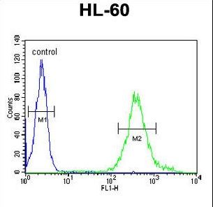 M11D1 Antibody flow cytometry of HL-60 cells (right histogram) compared to a negative control cell (left histogram). FITC-conjugated goat-anti-rabbit secondary antibodies were used for the analysis.