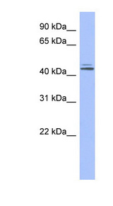 ORC4 / ORC4L antibody LS-C112125 Western blot of Fetal Liver lysate.