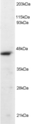 Antibody (2 ug/ml) staining of Jurkat lysate (RIPA buffer, 1.4E5 cells per lane). Detected by Western blot of chemiluminescence.