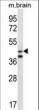 ORC5L Antibody western blot of mouse brain tissue lysates (35 ug/lane). The ORC5L antibody detected the ORC5L protein (arrow).