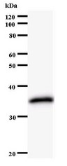 Western blot of immunized recombinant protein using ORC6L antibody.