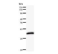 Western blot analysis of immunized recombinant protein, using anti-ORC6L monoclonal antibody.