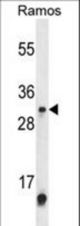 Western blot of METTL1 Antibody in Ramos cell line lysates (35 ug/lane). METTL1 (arrow) was detected using the purified antibody.