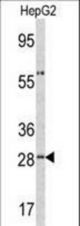 Western blot of ORM1 antibody in HepG2 cell line lysates (35 ug/lane). ORM1 (arrow) was detected using the purified antibody.