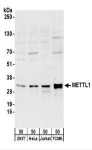 Detection of Human and Mouse METTL1 by Western Blot. Samples: Whole cell lysate (50 ug) from 293T, HeLa, Jurkat, and mouse TCMK-1 cells. Antibodies: Affinity purified rabbit anti-METTL1 antibody used for WB at 0.4 ug/ml. Detection: Chemiluminescence with an exposure time of 3 minutes.